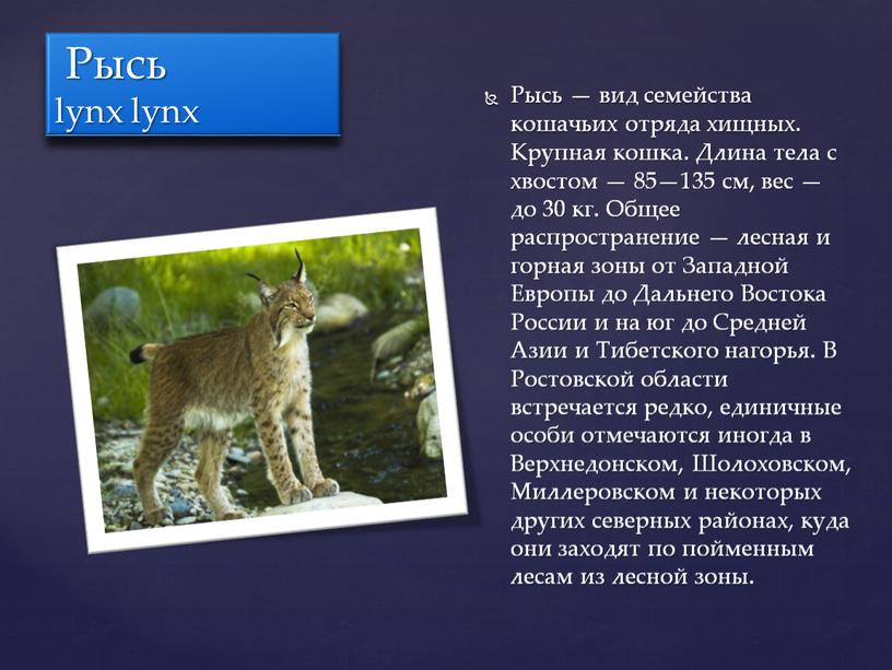Рысь lynx lynx Рысь — вид семейства кошачьих отряда хищных