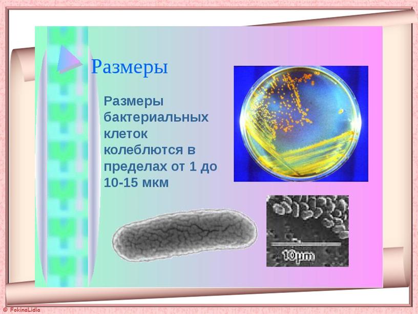 Презентация  к уроку "Бактерии"