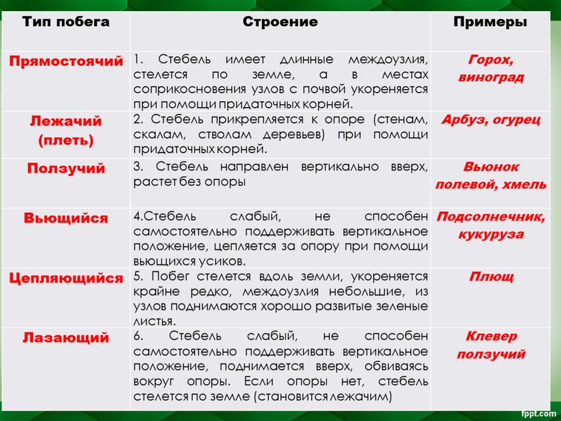 Тип побега Строение Примеры Прямостоячий 1