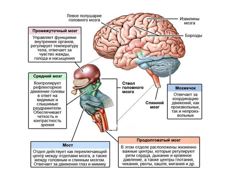 Нервная система