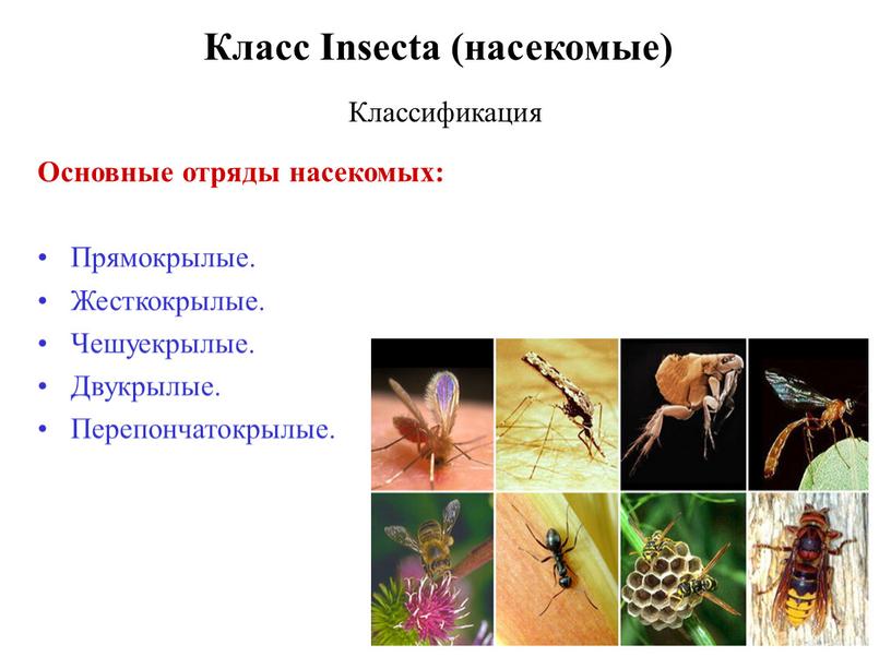 Класс Insecta (насекомые) Классификация