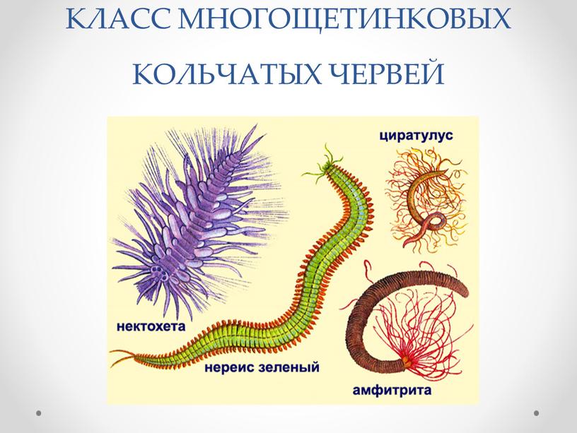 КЛАСС МНОГОЩЕТИНКОВЫХ КОЛЬЧАТЫХ