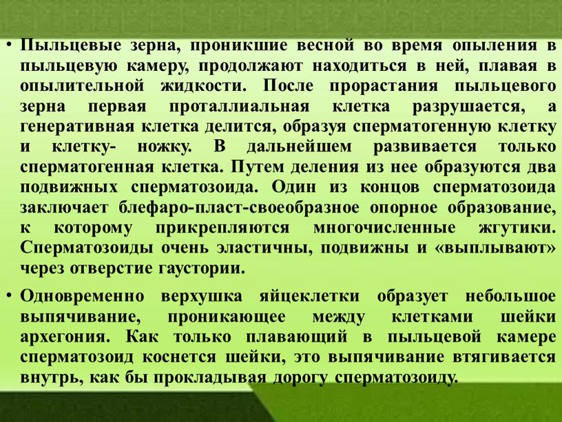 Пыльцевые зерна, проникшие весной во время опыления в пыльцевую камеру, продолжают находиться в ней, плавая в опы­лительной жидкости