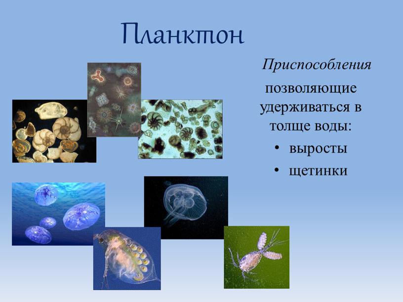 Планктон Приспособления позволяющие удерживаться в толще воды: выросты щетинки