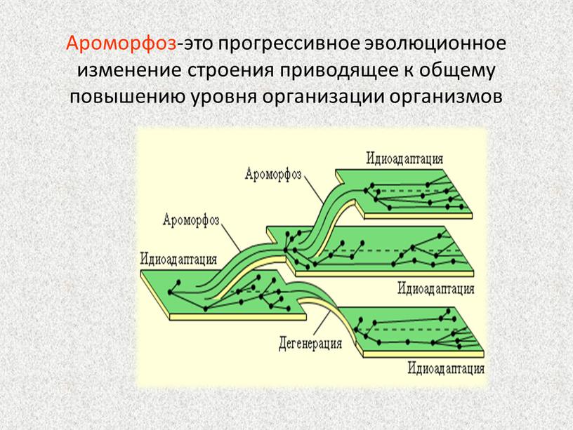 Ароморфоз-это прогрессивное эволюционное изменение строения приводящее к общему повышению уровня организации организмов