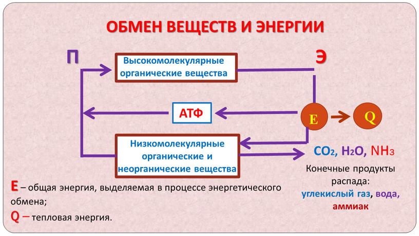 ОБМЕН ВЕЩЕСТВ И ЭНЕРГИИ П