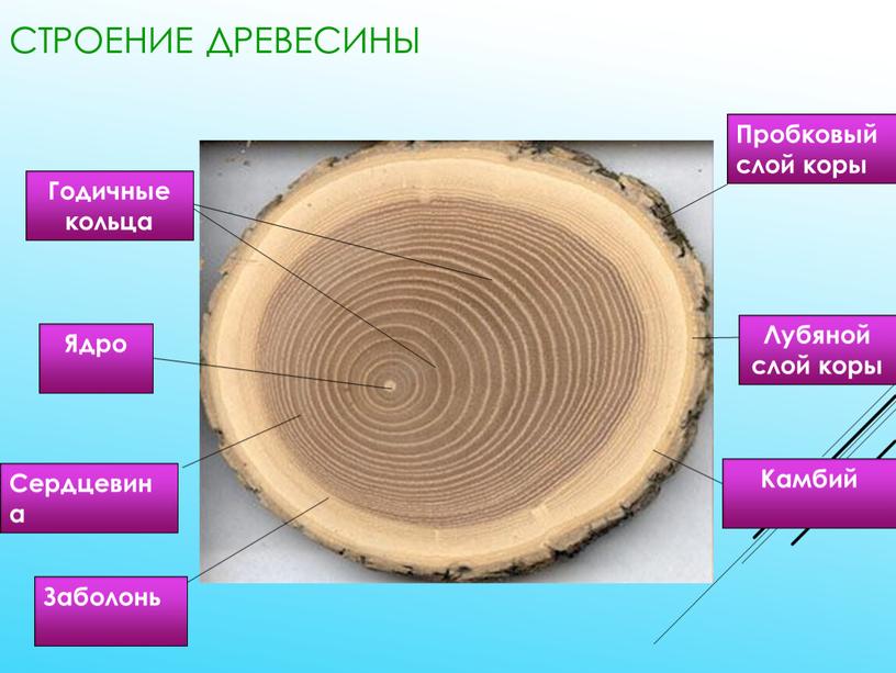 Строение древесины Пробковый слой коры