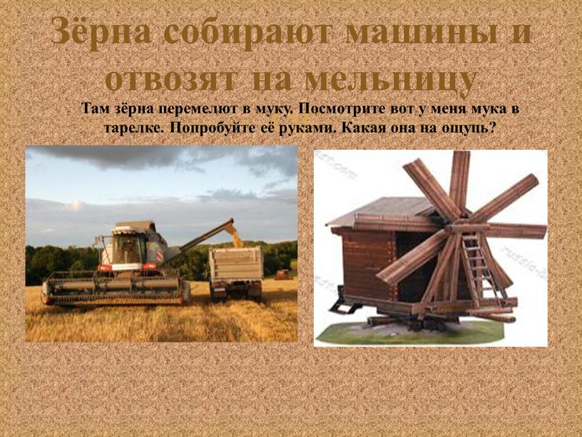 Зёрна собирают машины и отвозят на мельницу