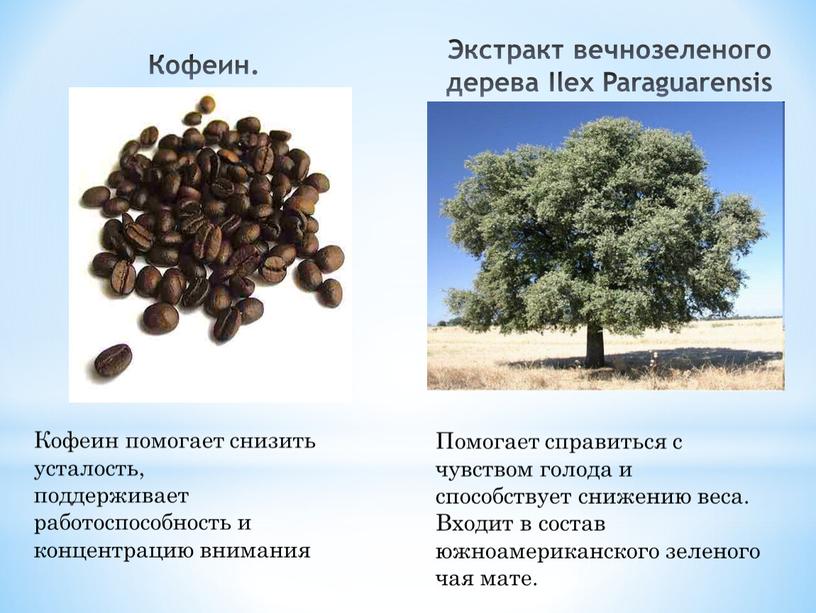 Кофеин. Экстракт вечнозеленого дерева