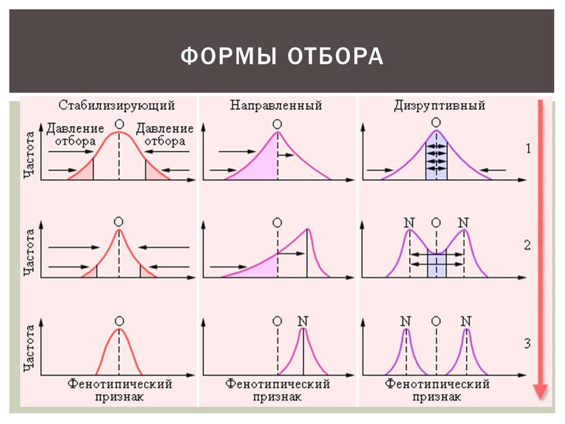 ФОРМЫ ОТБОРА