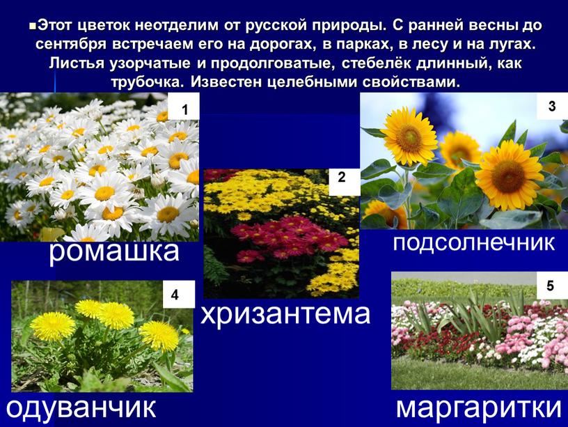 Этот цветок неотделим от русской природы