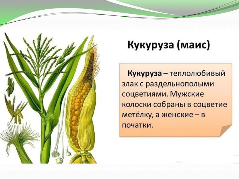 Презентация по биологии на тему "Семейство злаковые" 6класс