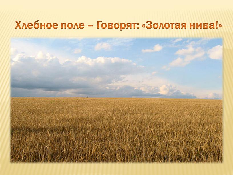 Хлебное поле – Говорят: «Золотая нива!»