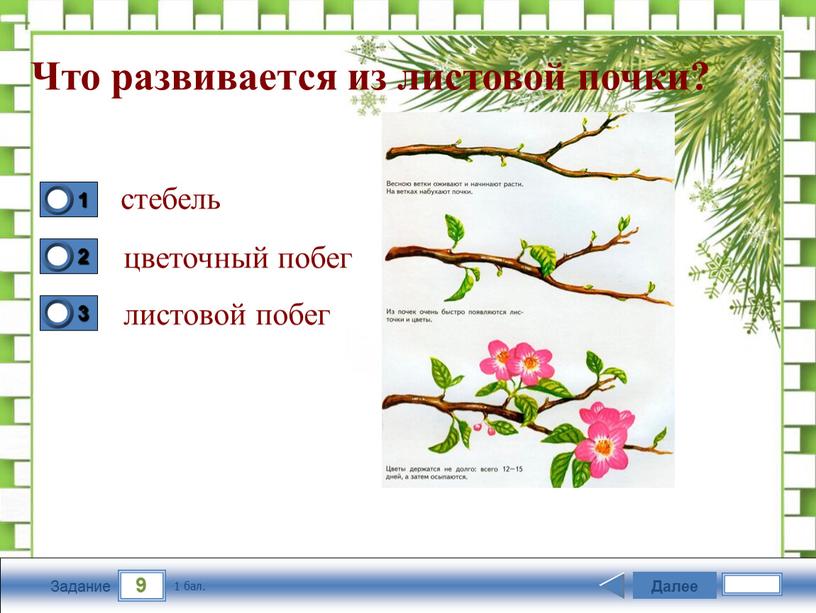 Задание Что развивается из листовой почки? стебель цветочный побег листовой побег