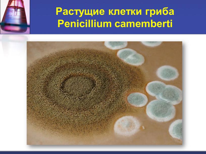 Растущие клетки гриба Penicillium camemberti