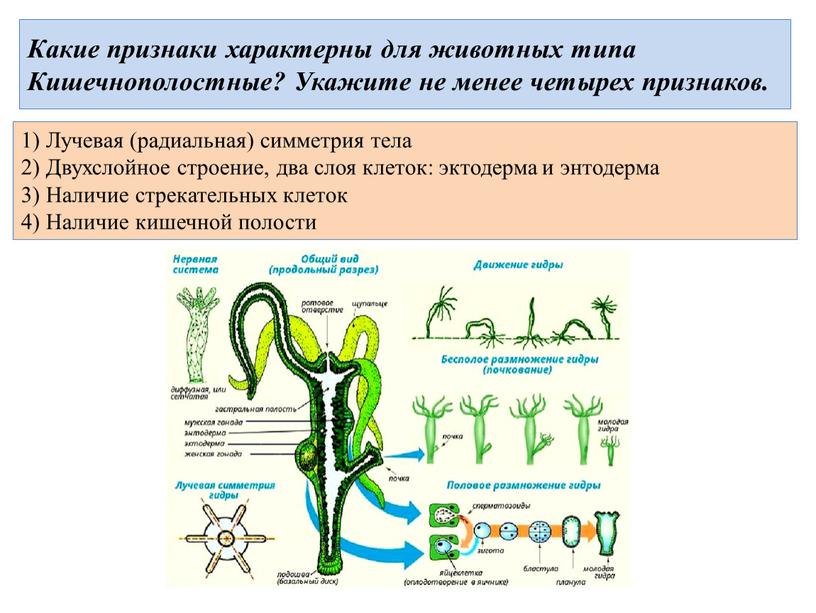 Человек к какому типу и классу относится