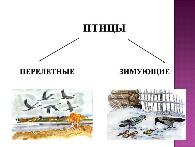 Презентация по русскому языку на тему "Кормушка для птиц"