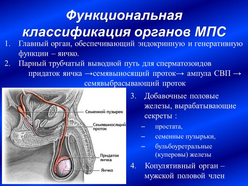 Функциональная классификация органов