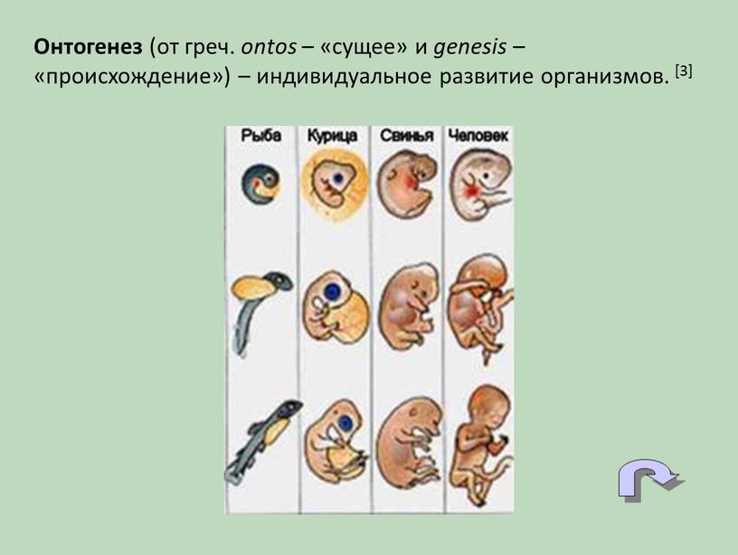 Онтогенез (от греч. ontos – «сущее» и genesis – «происхождение») – индивидуальное развитие организмов