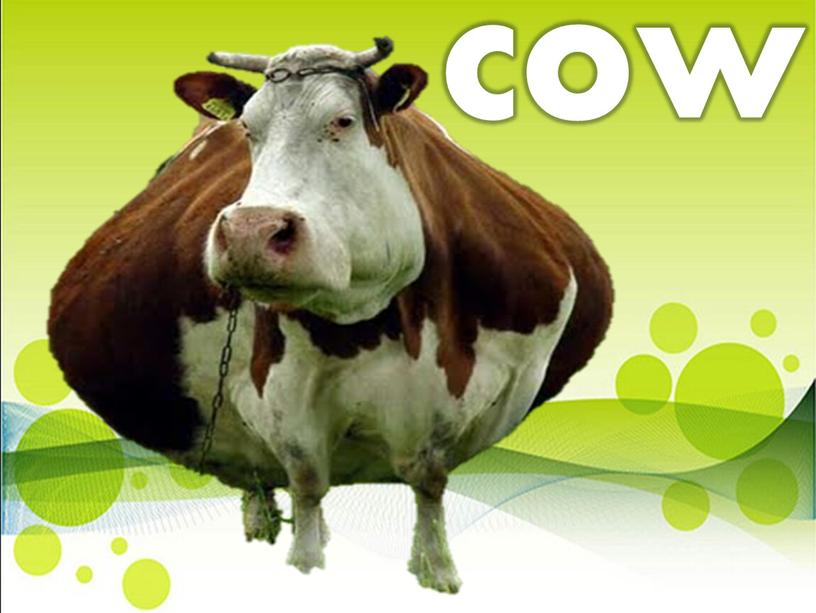 cow