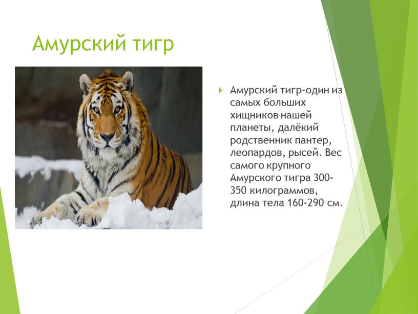 Амурский тигр Амурский тигр-один из самых больших хищников нашей планеты, далёкий родственник пантер, леопардов, рысей