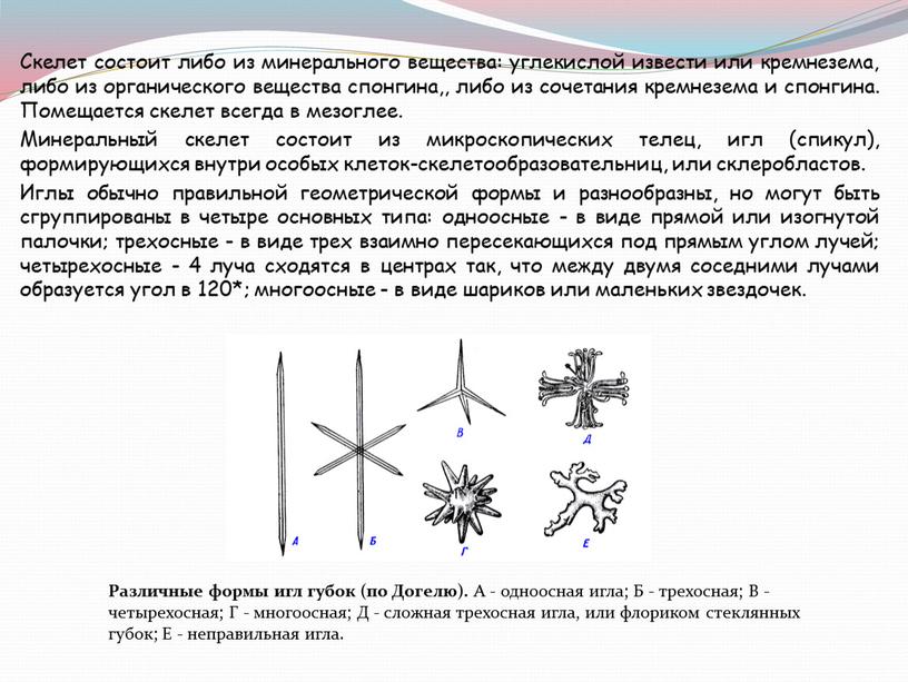 Скелет состоит либо из минерального вещества: углекислой извести или кремнезема, либо из органического вещества спонгина,, либо из сочетания кремнезема и спонгина