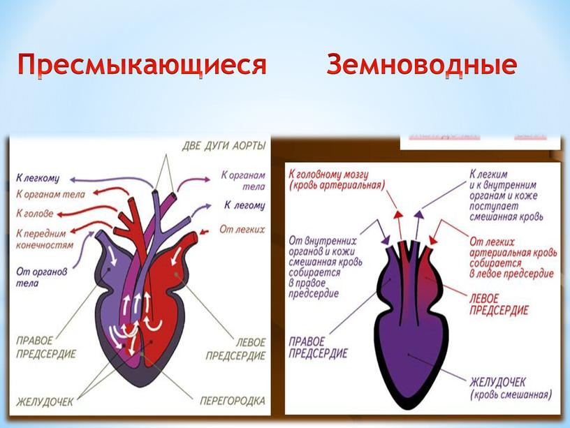 Пресмыкающиеся Земноводные