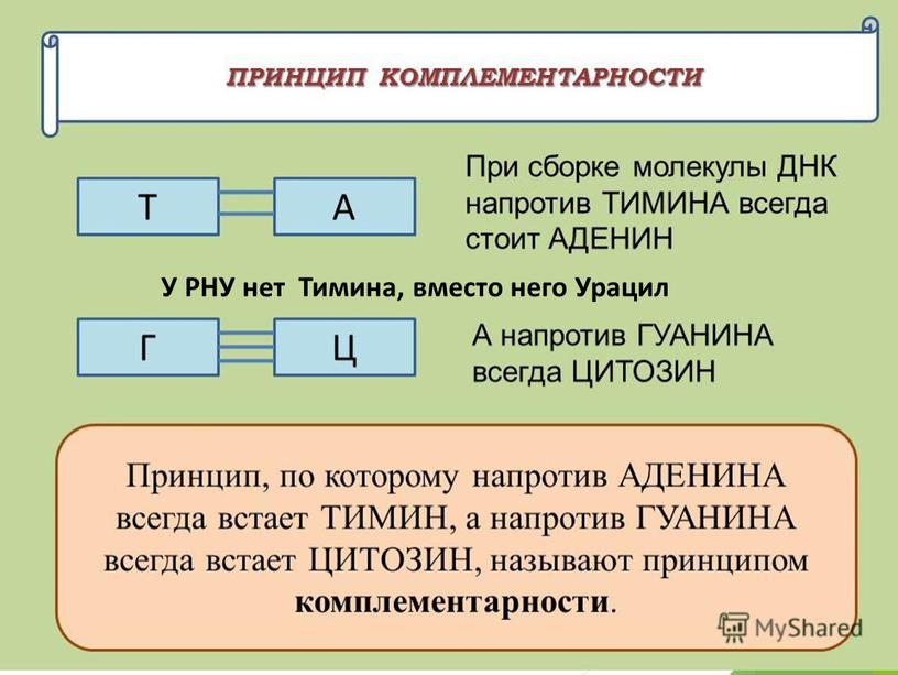 У РНУ нет Тимина, вместо него