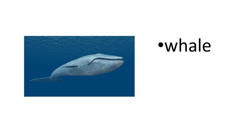 whale