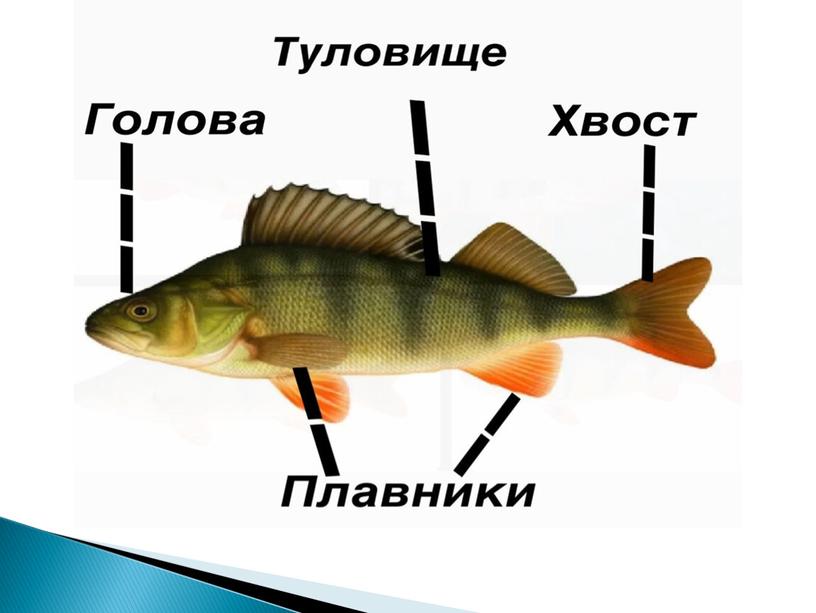 Презентация к уроку окружающего мира «Мир животных.Рыбы».