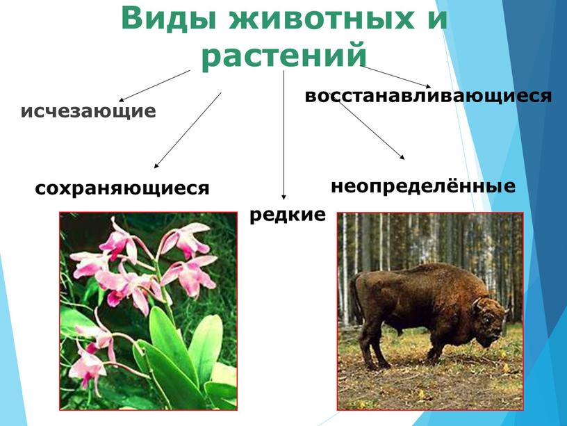 Виды животных и растений исчезающие сохраняющиеся редкие восстанавливающиеся неопределённые