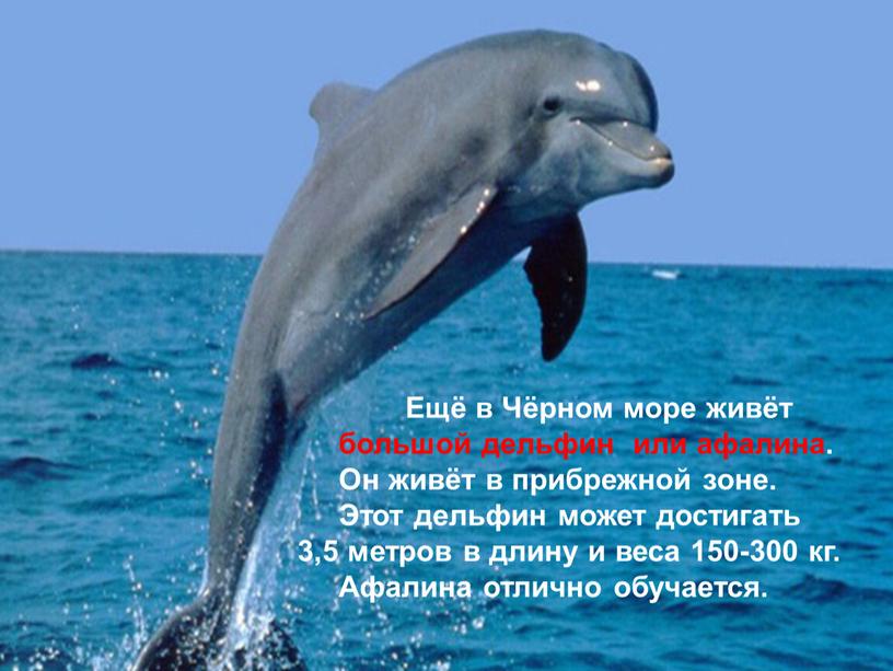 Ещё в Чёрном море живёт большой дельфин или афалина