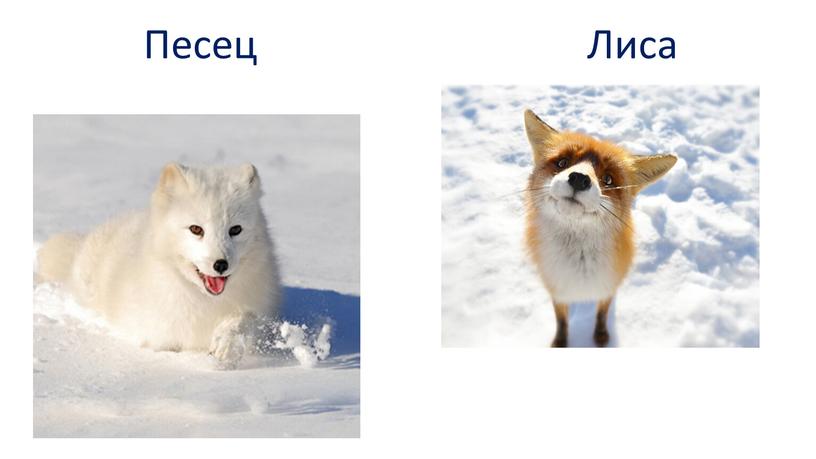 Песец