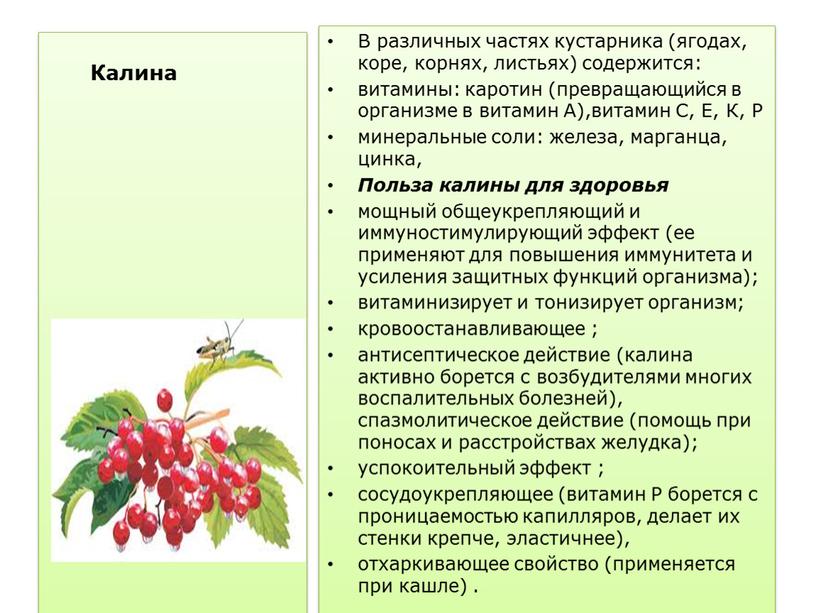 Калина красная В различных частях кустарника (ягодах, коре, корнях, листьях) содержится: витамины: каротин (превращающийся в организме в витамин