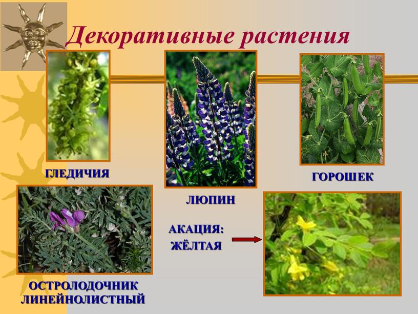 Декоративные растения ГОРОШЕК ЛЮПИН