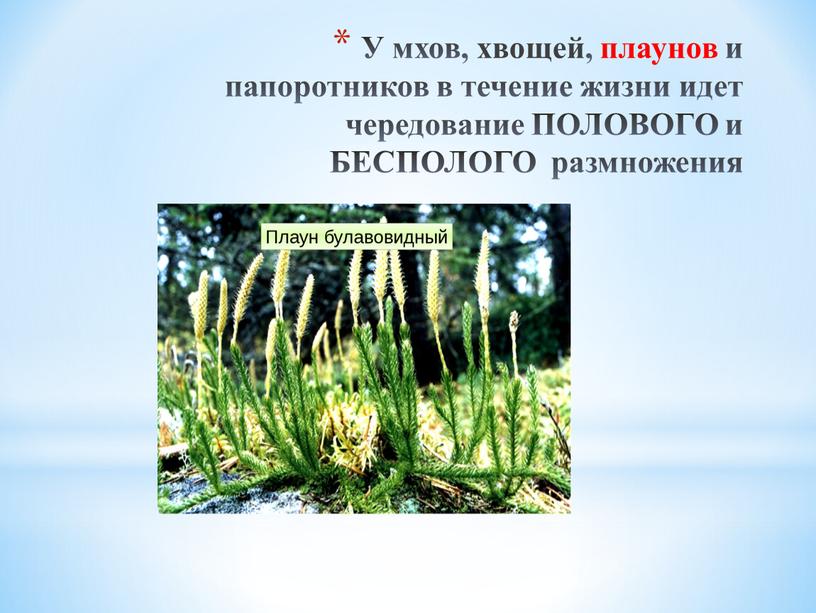 У мхов, хвощей, плаунов и папоротников в течение жизни идет чередование