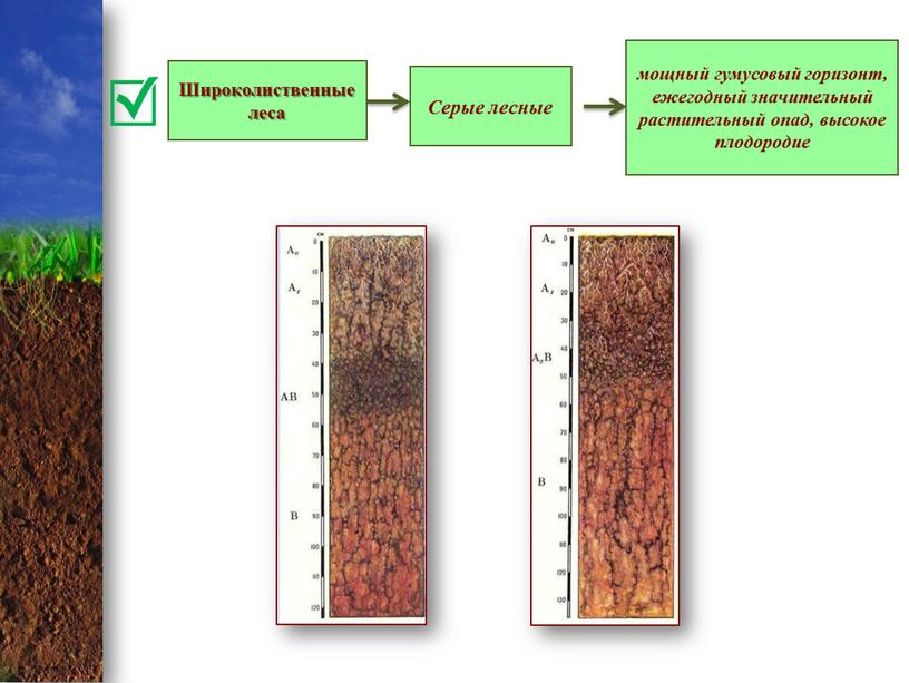 Широколиственные леса Серые лесные мощный гумусовый горизонт, ежегодный значительный растительный опад, высокое плодородие