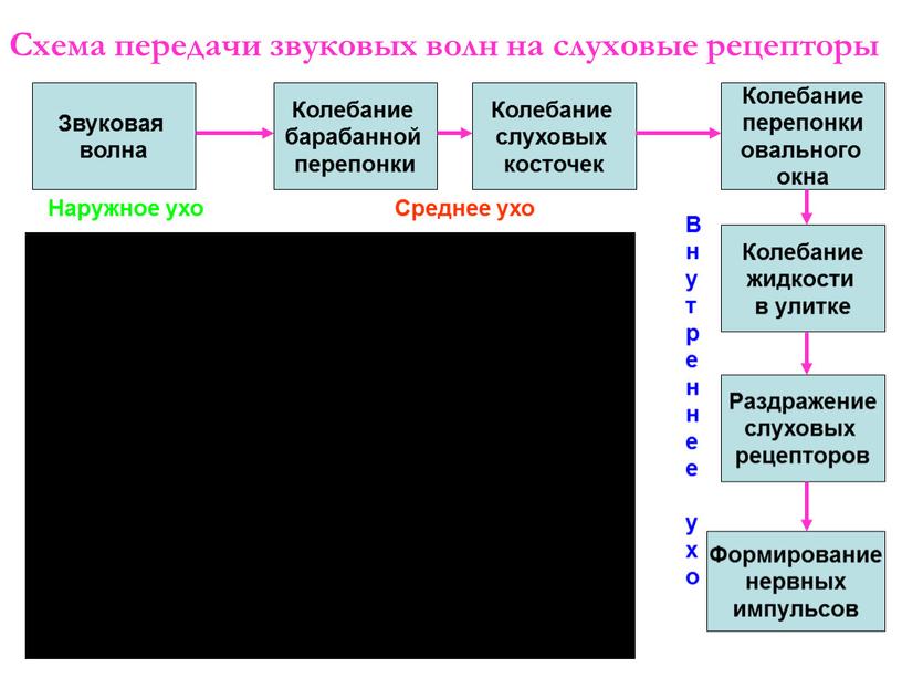 Схема передачи звуковых волн на слуховые рецепторы