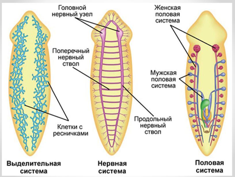 Типы Червей.