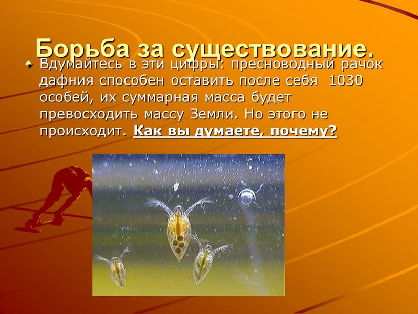 Борьба за существование. Вдумайтесь в эти цифры: пресноводный рачок дафния способен оставить после себя 1030 особей, их суммарная масса будет превосходить массу