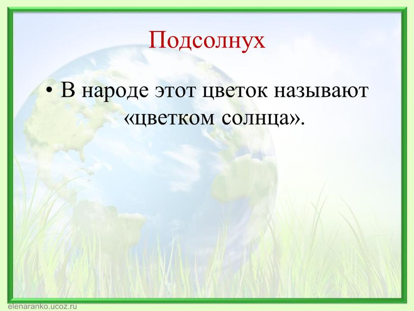 Подсолнух В народе этот цветок называют «цветком солнца»