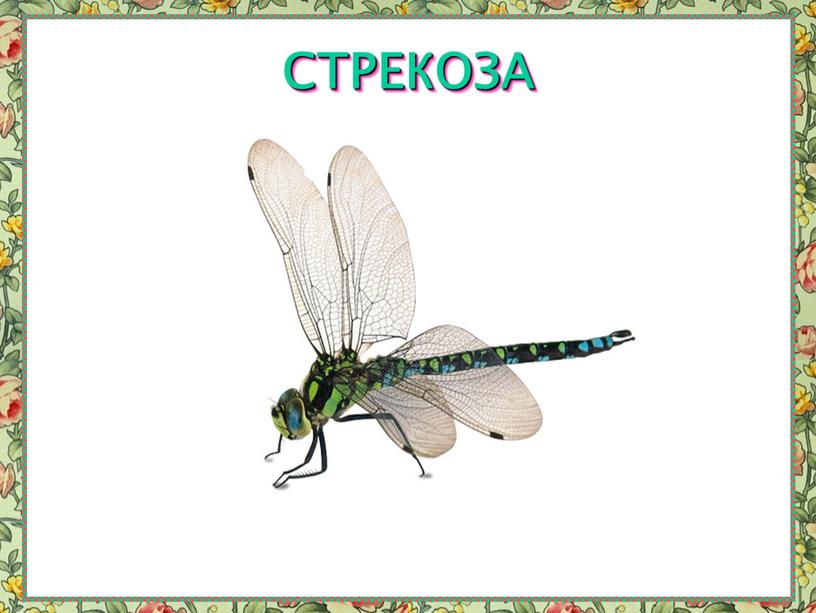 СТРЕКОЗА