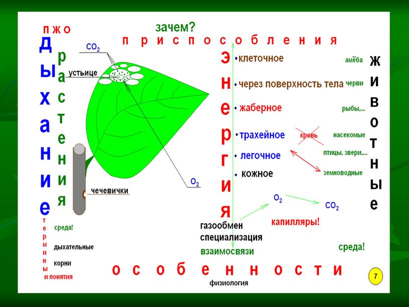 Подготовка учащихся к ЕНТ