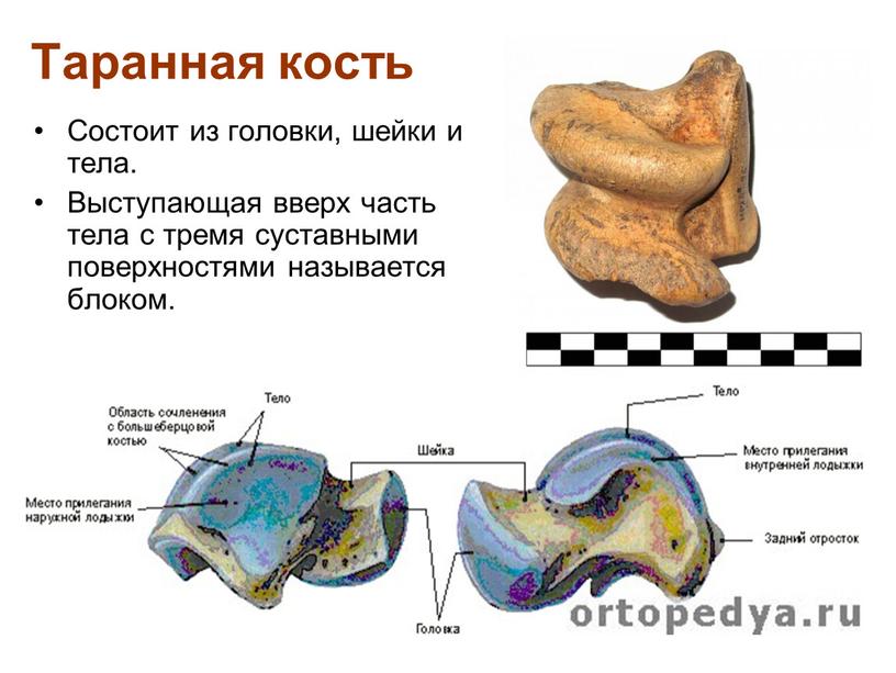 Таранная кость Состоит из головки, шейки и тела