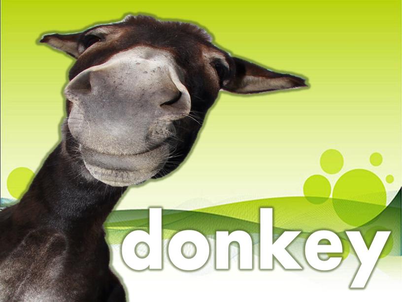 donkey