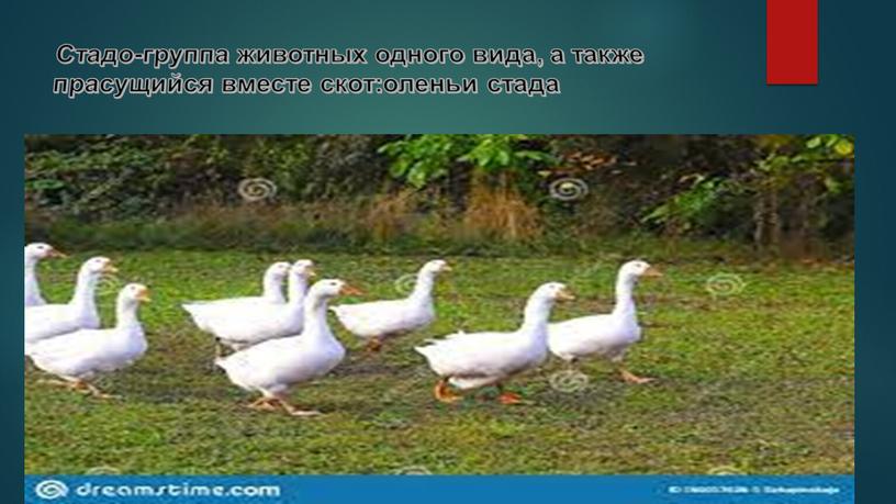 Стадо-группа животных одного вида, а также прасущийся вместе скот:оленьи стада