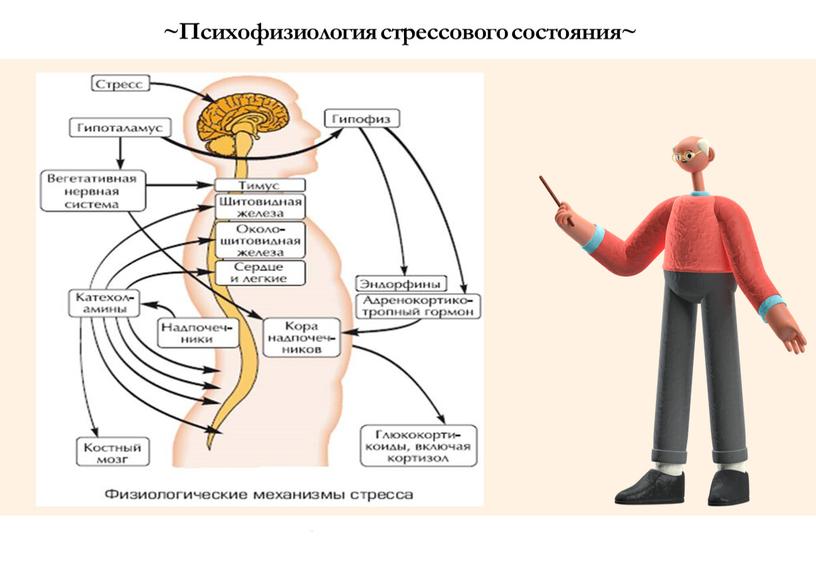 Психофизиология стрессового состояния~