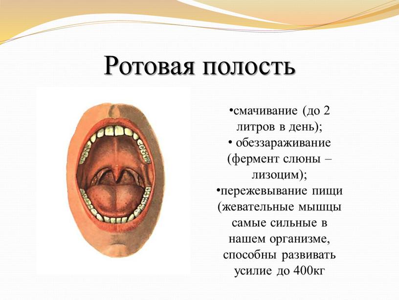 Ротовая полость смачивание (до 2 литров в день); обеззараживание (фермент слюны – лизоцим); пережевывание пищи (жевательные мышцы самые сильные в нашем организме, способны развивать усилие…