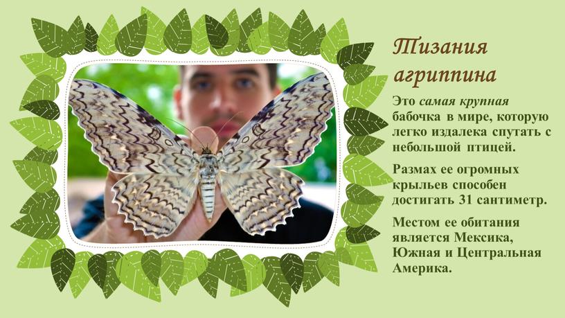 Тизания агриппина Это самая крупная бабочка в мире, которую легко издалека спутать с небольшой птицей