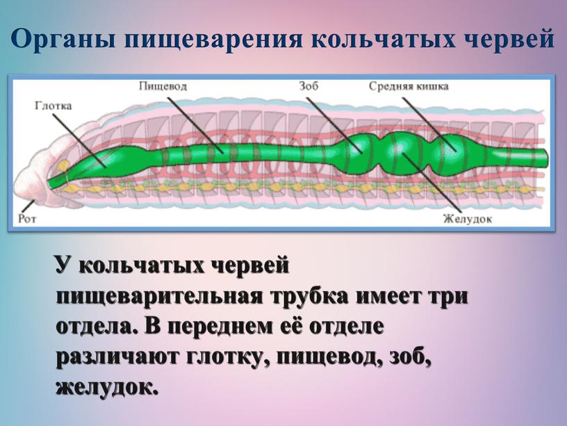 Органы пищеварения кольчатых червей